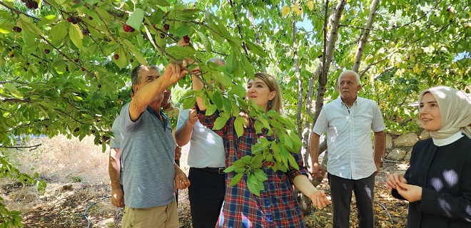Milletvekili Ölmeztoprak kiraz ve kayısı hasadına katıldı