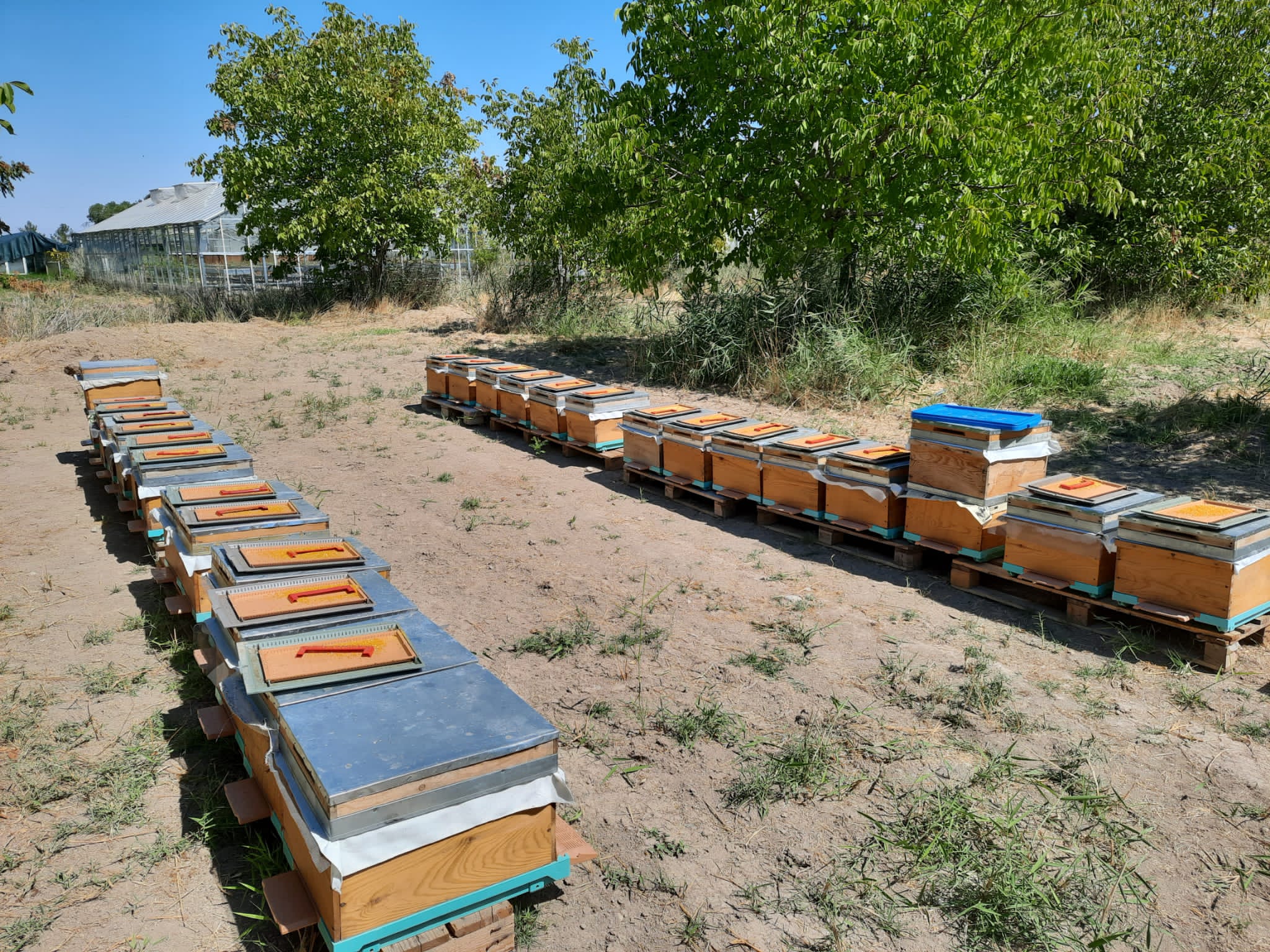 Arıcılıkta “Süper Gıda”: Malatya’nın Arı Sütü Mercek Altında!