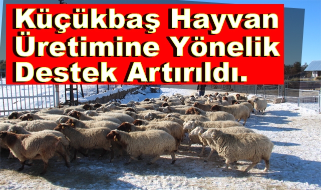 Küçükbaş Hayvan Üretimine Yönelik Destek